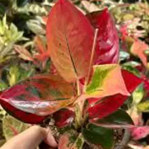 Aglaonema Diamond Red