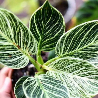 Philodendron Birkin – 2–3 Inch Starter Plant