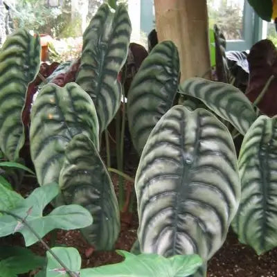 Alocasia Cuprea