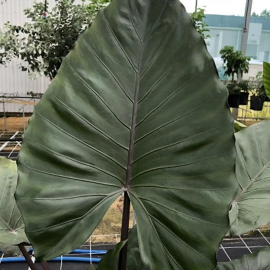 Alocasia Metalhead