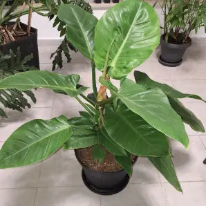 Philodendron Imperial Green – 2–3 Inch Starter Plant