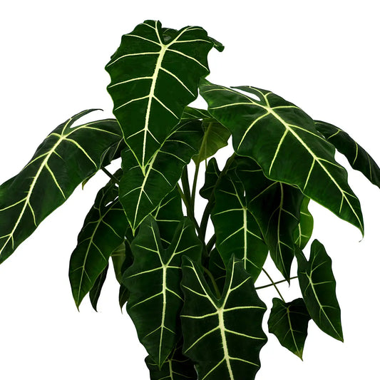 Alocasia Frydek Velvet Elvis