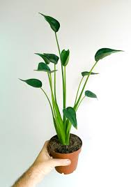 Alocasia Tiny Dancer